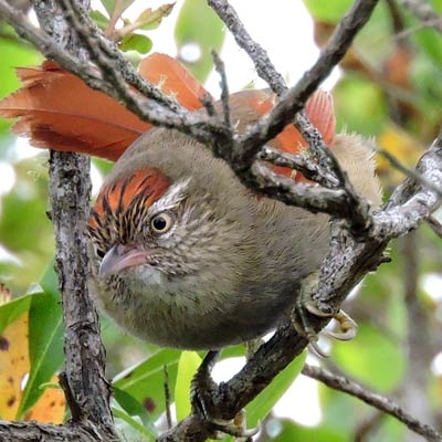 Streak-capped Spinetail