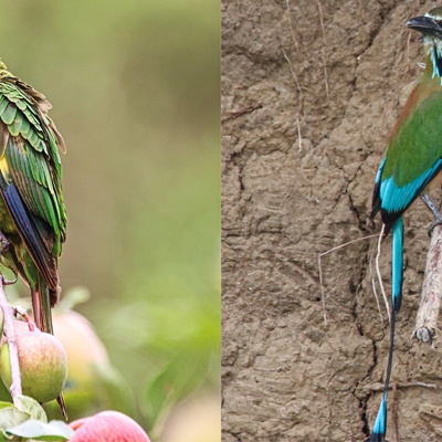 Sulphur-winged Parakeet and Turquoise-browed Motmot