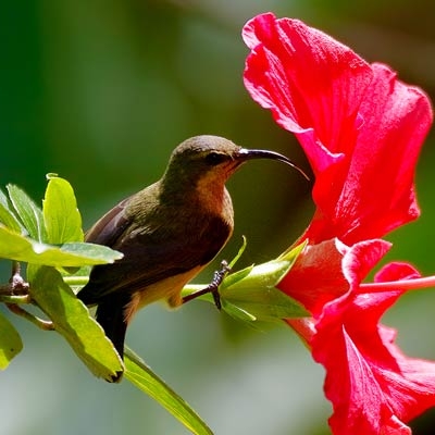 Souimanga Sunbird
