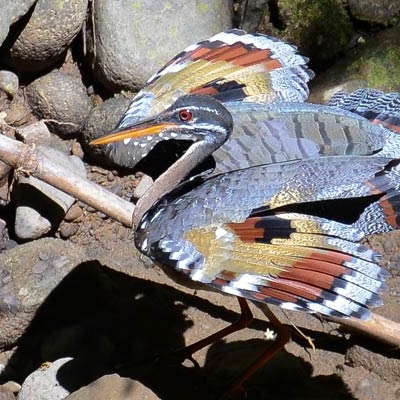 Sunbittern