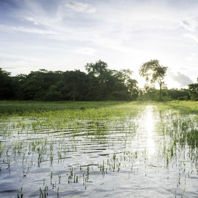 Pantanal landscape