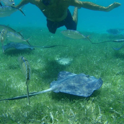 Snorkeling