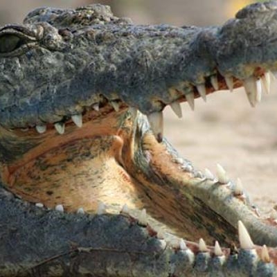 Nile Crocodile