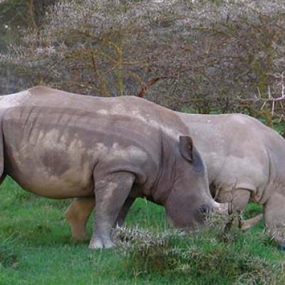 Rhinos