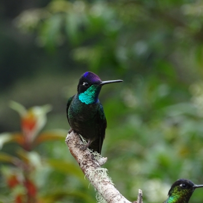 Talamanca Hummingbird