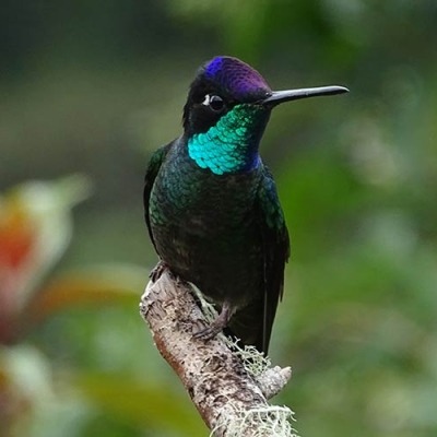 Talamanca Hummingbird