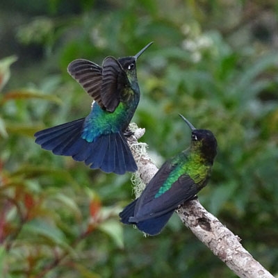 Talamanca hummingbirds