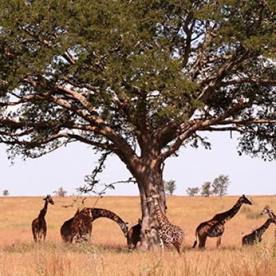 Grazing giraffes