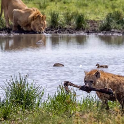 Tanzania wildlife