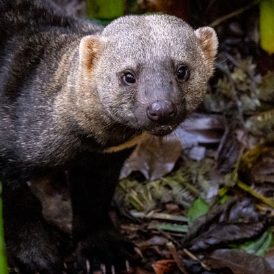 Tayra