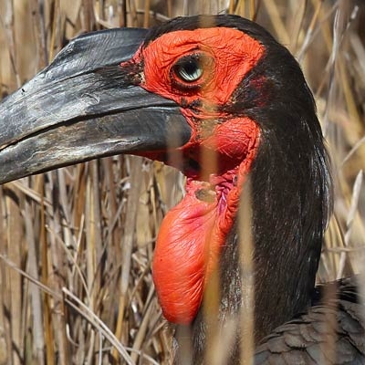 Southern Ground-Hornbill