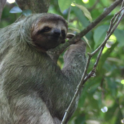 Three-toed Sloth