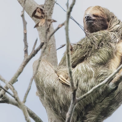 Three-toed sloth
