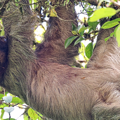 Three-toed sloth