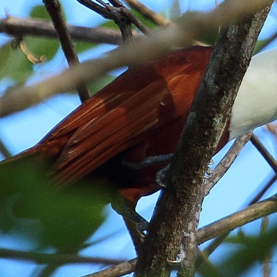 Three-wattled Bellbird