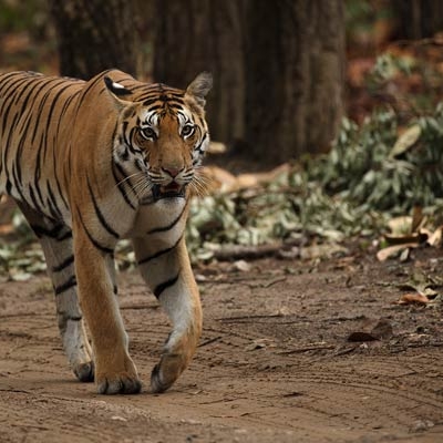 Tiger in Kanha National Park