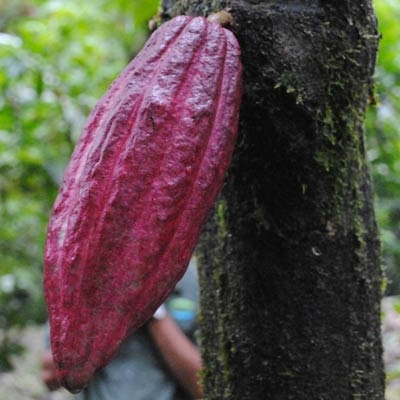 Cacao pod