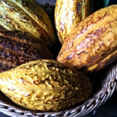 Cacao pods at Tirimbina Biological Reserve