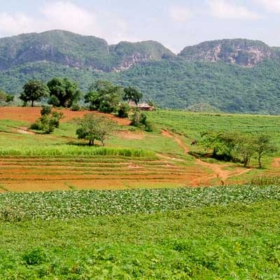 Tobacco field in Viñales