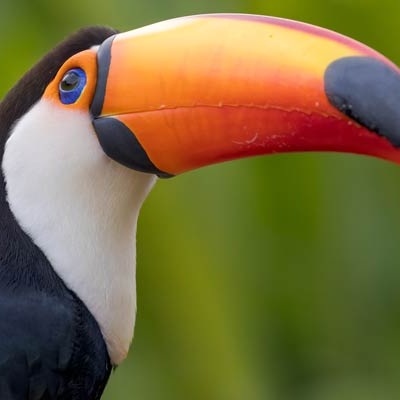 Toco Toucan