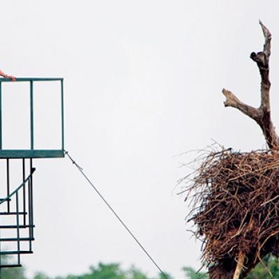 Jabiru Stork
