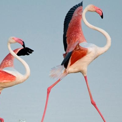 Flamingoes