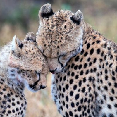Cheetahs
