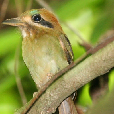Tody Motmot