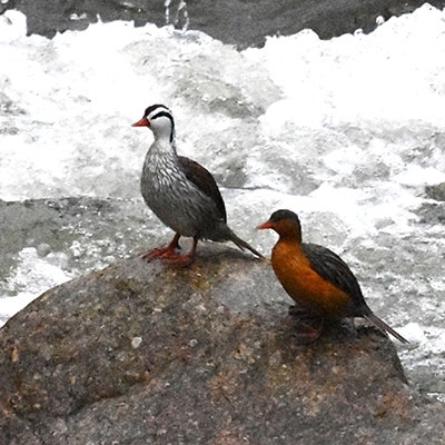 Torrent Ducks