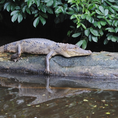 American Crocodile in Tortuguero