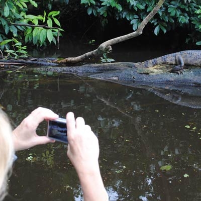 American crocodile in Tortuguero