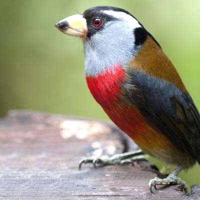 Toucan Barbet