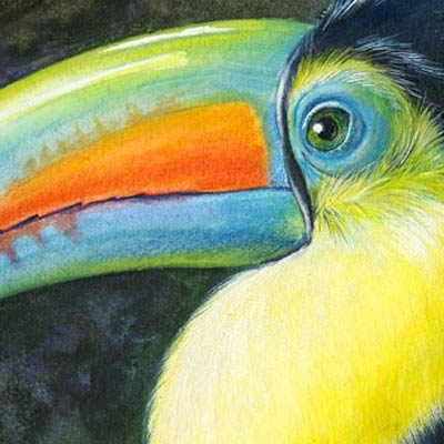 Keel-billed Toucan