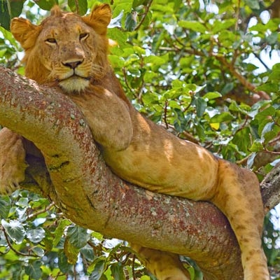 Lion in Queen Elizabeth National Park's Ishasha sector