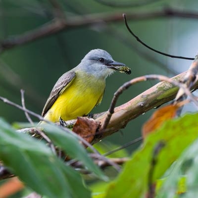 Tropical Kingbird