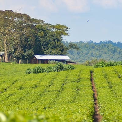 Tea plantation near Kibale