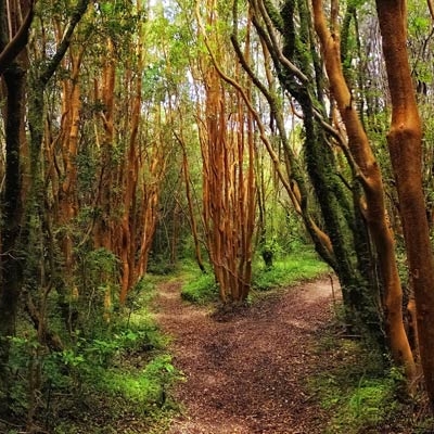 Valdiviana Coastal Reserve