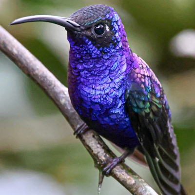 Violet Sabrewing