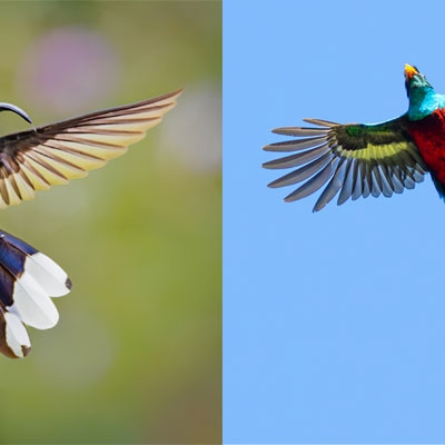 Violet Sabrewing; Resplendent Quetzal