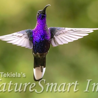 Violet Sabrewing