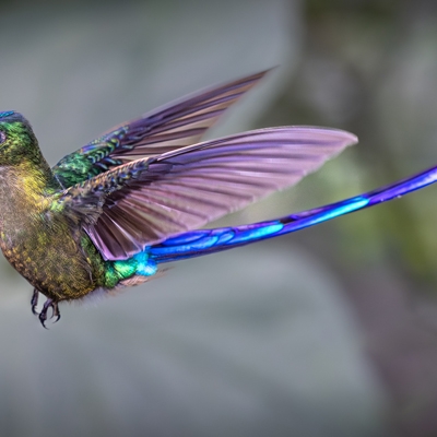 Violet-tailed Sylph