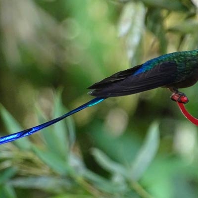 Violet-tailed Sylph at Sachatamia Lodge