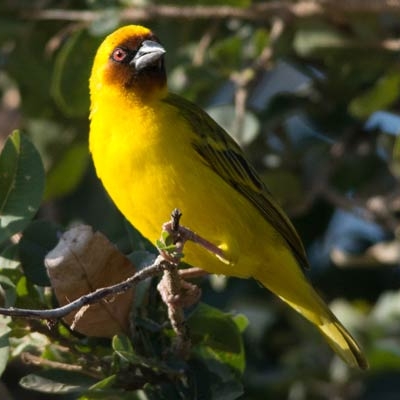 Vitelline Masked-Weaver