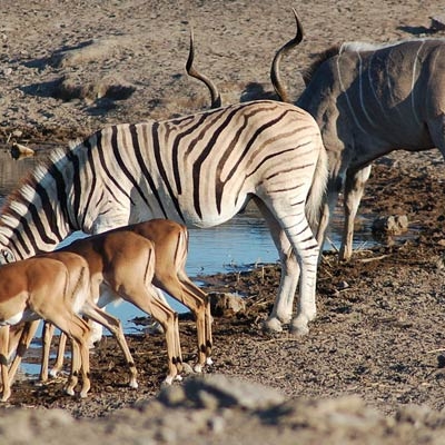 Watering hole at Etosha National Park