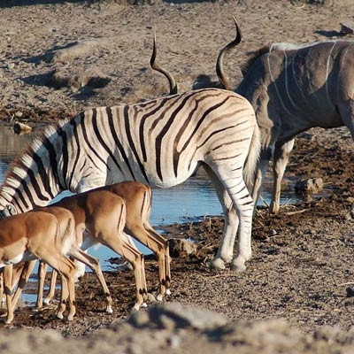 Watering hole in Etosha