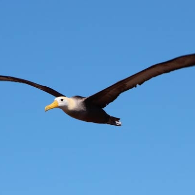 Waved Albatross