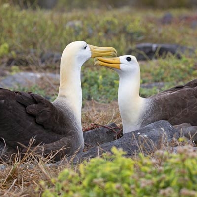 Waved Albatross pair
