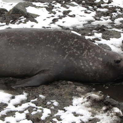 Weddell seal
