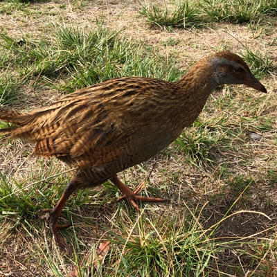 Weka