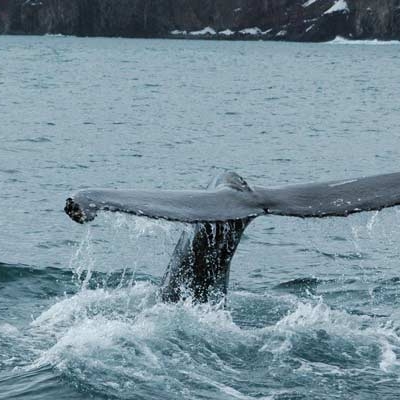 Whale watching in Húsavík